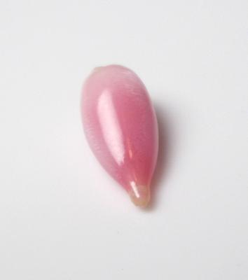 Conch Pearl Pink 1 carat Drop 11mm Flame