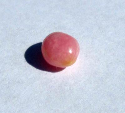 Conch Pearl Pink 1+ carats Oval Shape
