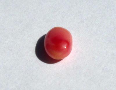 Conch Pearl Pink Oval Just Under a Carat 