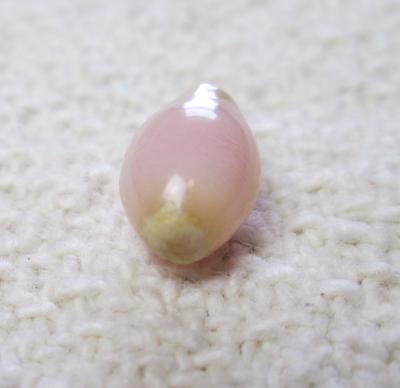 Conch Pearl with Flame Light Pink Oval 2+ carats