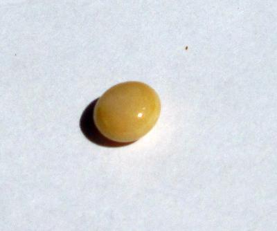 Conch Pearl Yellow Button 6x6 Button