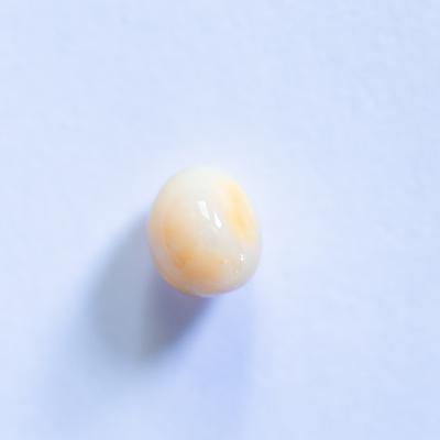 Conch Pearl Yellow Oval 1+ carat 6mm 