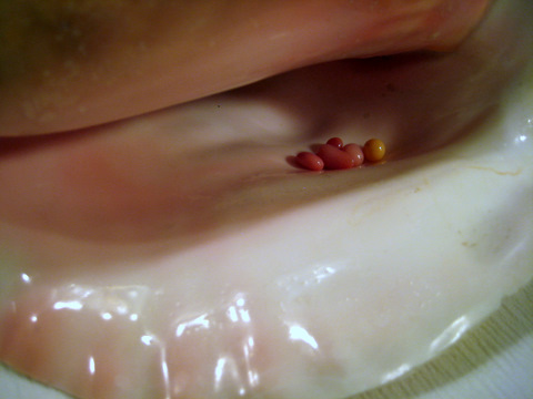 Conch Pearls in Shell