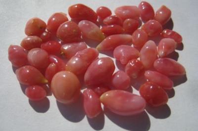 Pink Conch Pearls