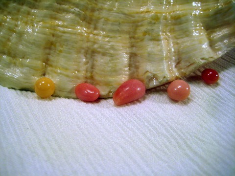 Conch Pearls Photos Conch Pearls Photos