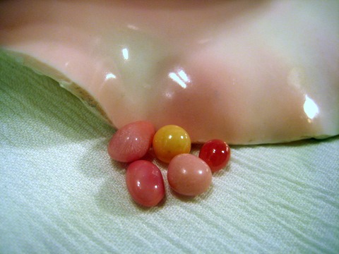 Conch Pearls Conch Pearls