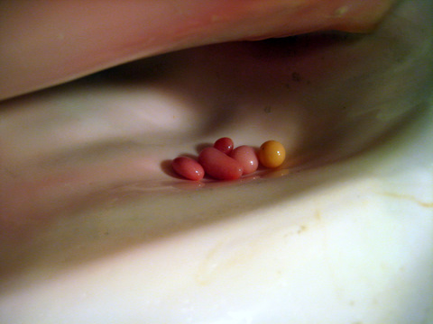 Conch Pearls in Shell