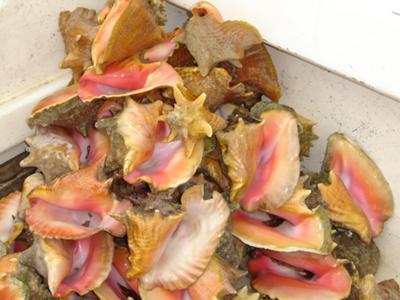 Conch Shells