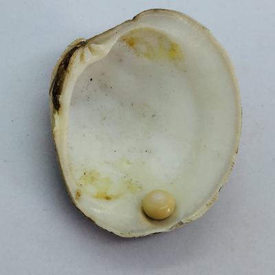 Cream Colored Quahog Pearl with Original Shell for Sale
