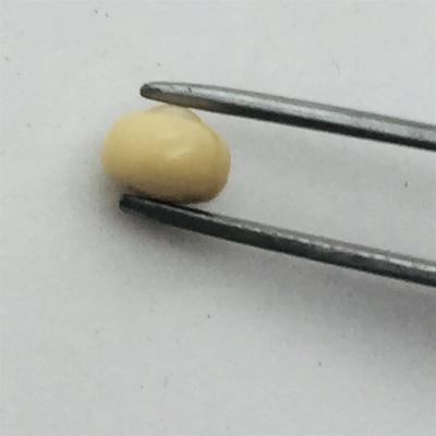 Cream Colored Quahog Pearl with Original Shell for Sale