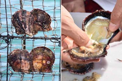 L-R: A step in the process of creating cultured pearls; and a pearl nestled inside an oyster