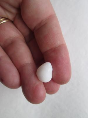 Curled Natural Clam Pearl for Sale 13+ carats