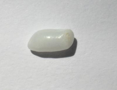 Cylinder Shaped Clam Pearl - 1.60 carat