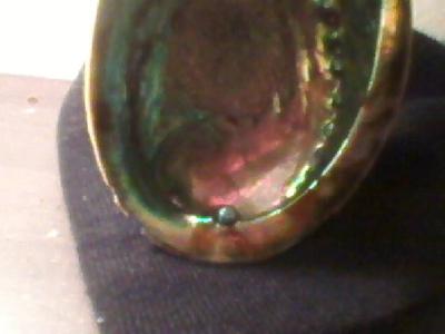 Abalone Pearl in New Zealand
