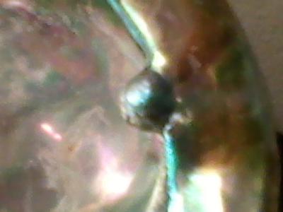 Abalone Pearl in New Zealand