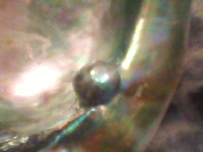 Abalone Pearl in New Zealand