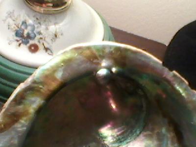 Abalone Pearl in New Zealand