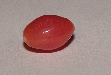 conch pearl