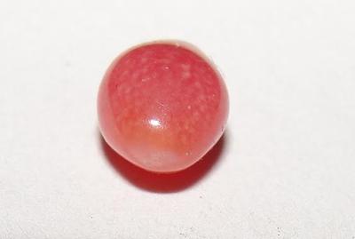 Dark Pink Conch Pearl 7 x 4mm