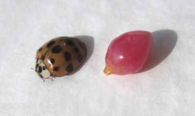 Dark Pink Conch Pearl Oval 1.05 carat