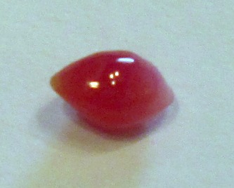 0.64 carat conch pearl