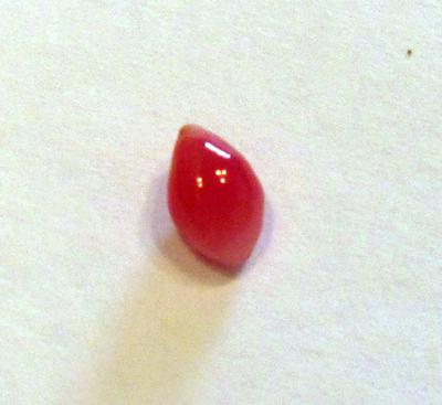 0.64 carat conch pearl