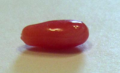 Drop conch pearl - 1.31 carats