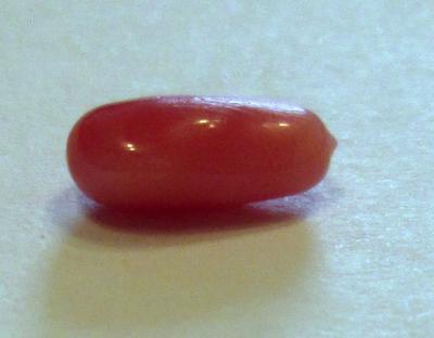 Drop conch pearl - 1.31 carats