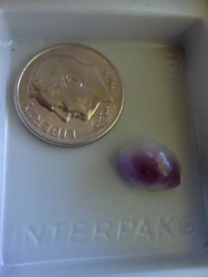 Purple quahog pearl