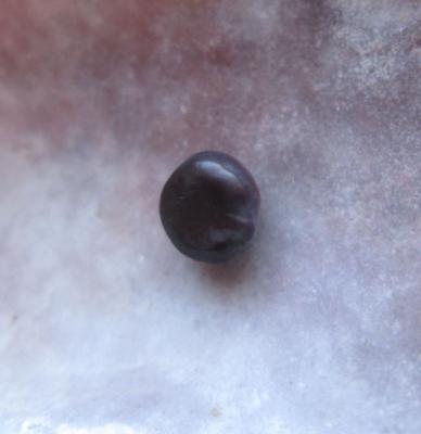 blue mussel pearl blue mussel pearl