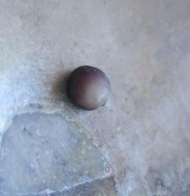 Deep Purple Blue Mussel Pearl 4mm