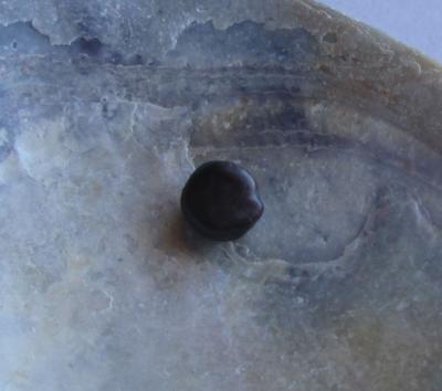 Deep Purple Blue Mussel Pearl 4mm