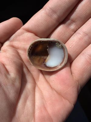 Did I find a pearl?