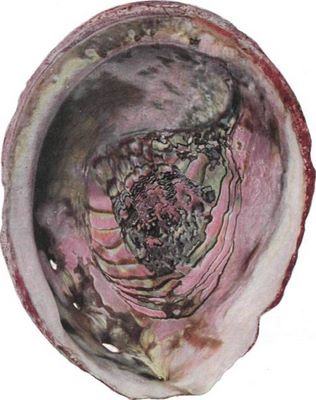 Colorful Abalone Shell