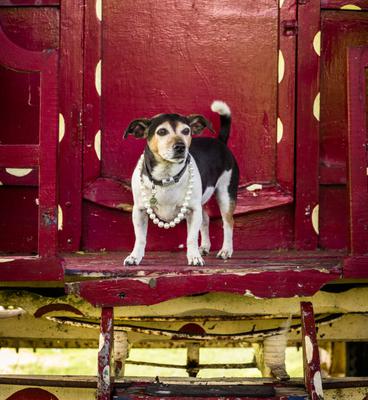 The Queen's late Jack Russell, Beth, on the day of her Frontispiece photoshoot for Country Life in 2022. Credit: Anya Campbell for Country Life