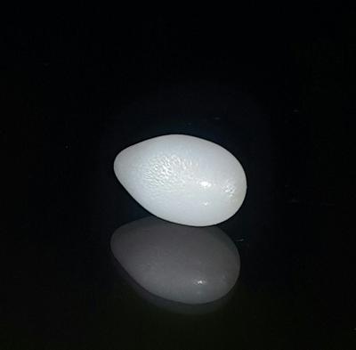 Drop Shape Clam Pearl 4+ ct with Strong Flame