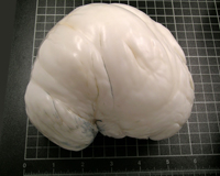 5 Pound Pearl (photo used with permission)