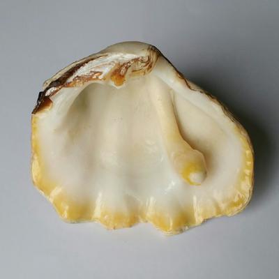 Elongated Blister Pearl of Tridacna Clam +/- 70 mm