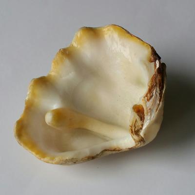 Elongated Blister Pearl of Tridacna Clam +/- 70 mm