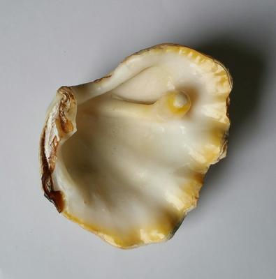 Elongated Blister Pearl of Tridacna Clam +/- 70 mm