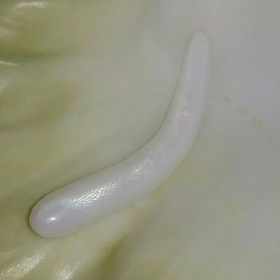 Elongated Clam Pearl 10.4 ct