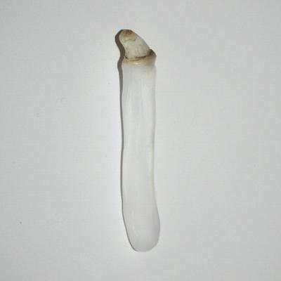 Elongated Clam Pearl 63.4 ct 73.74mm in Length