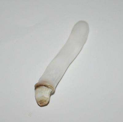 Elongated Clam Pearl 63.4 ct 73.74mm in Length