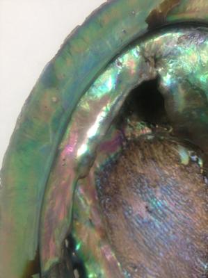 Enormous Natural Abalone Pearls from New Zealand