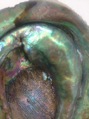 Enormous Natural Abalone Pearls from New Zealand