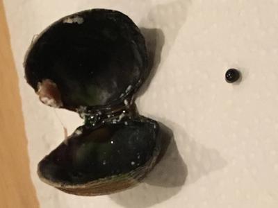 Ever seen a black cockle pearl?