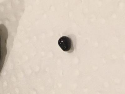 Ever seen a black cockle pearl?