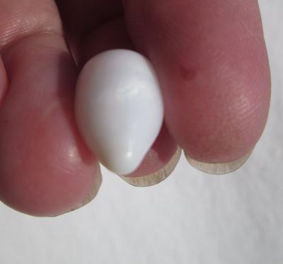 Exceptional Drop Shaped Clam Pearl 13+ carats 