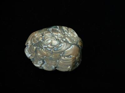 Polished Underside of Pearl