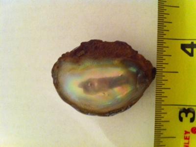 160.24 carat abalone pearl